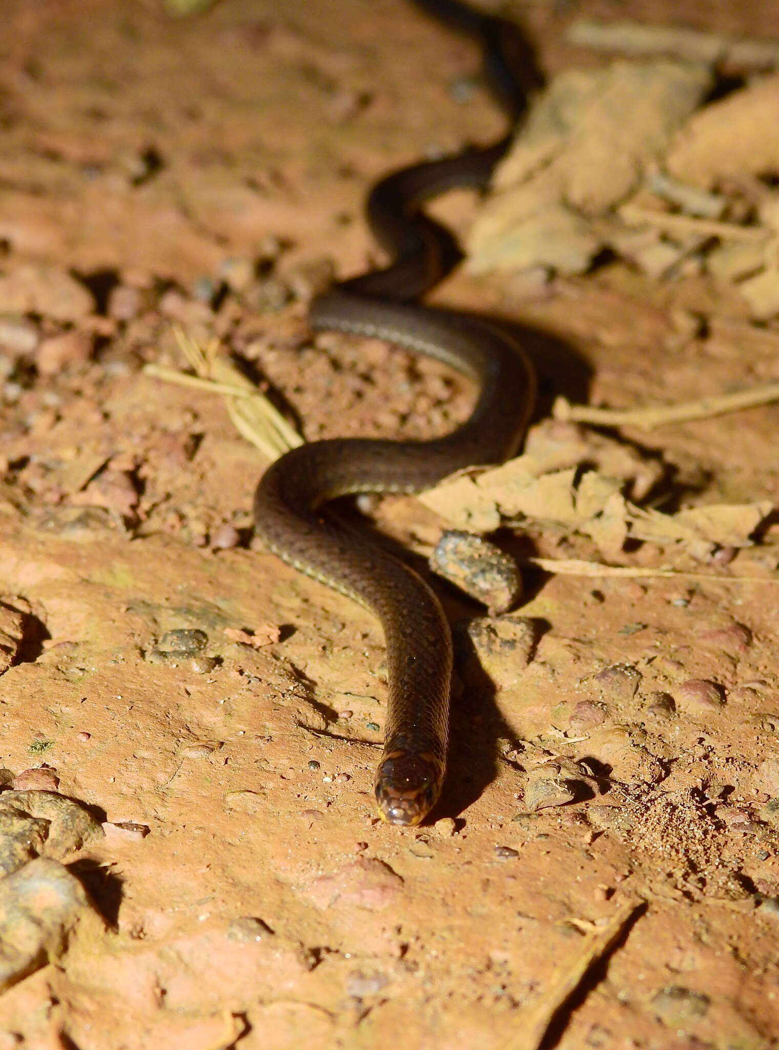 Image of Zidok's Ground Snake