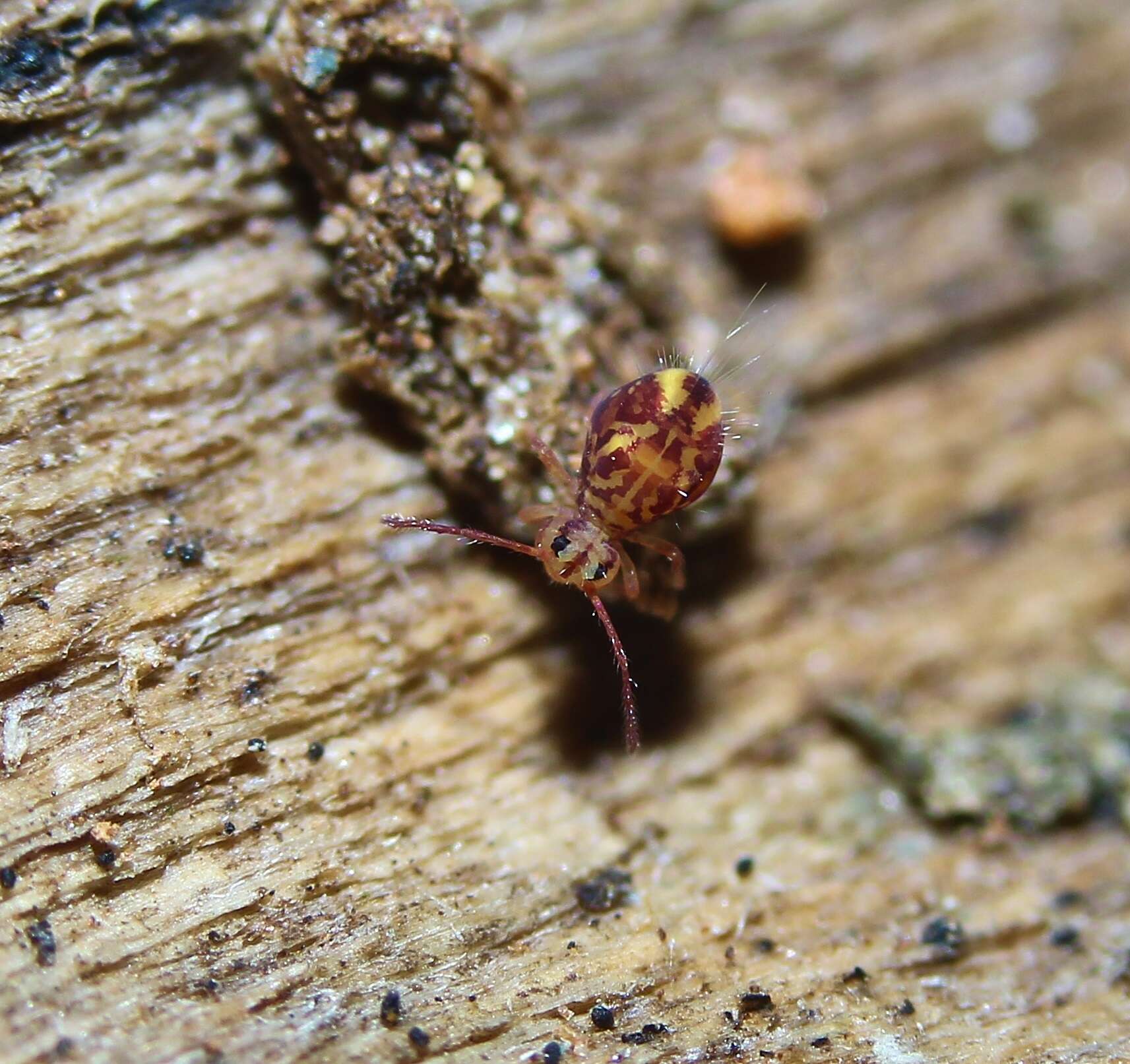 Image de Dicyrtomina minuta (Fabricius O 1783)