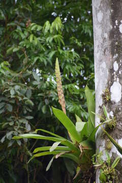 صورة Werauhia gladioliflora (H. Wendl.) J. R. Grant