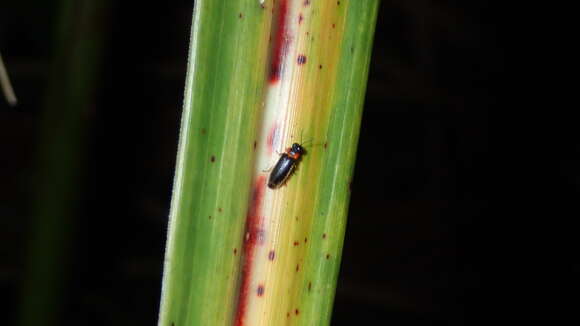 Image of Luciola curtithorax Pic 1928