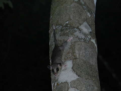 Image of Tate's Woolly Mouse Opossum