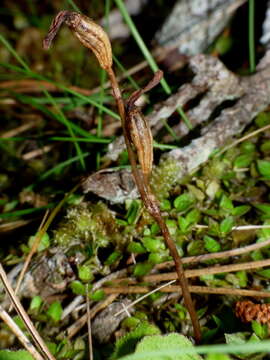 Image of Gastrodia minor Petrie