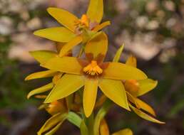 Image de Thelymitra dedmaniarum R. S. Rogers