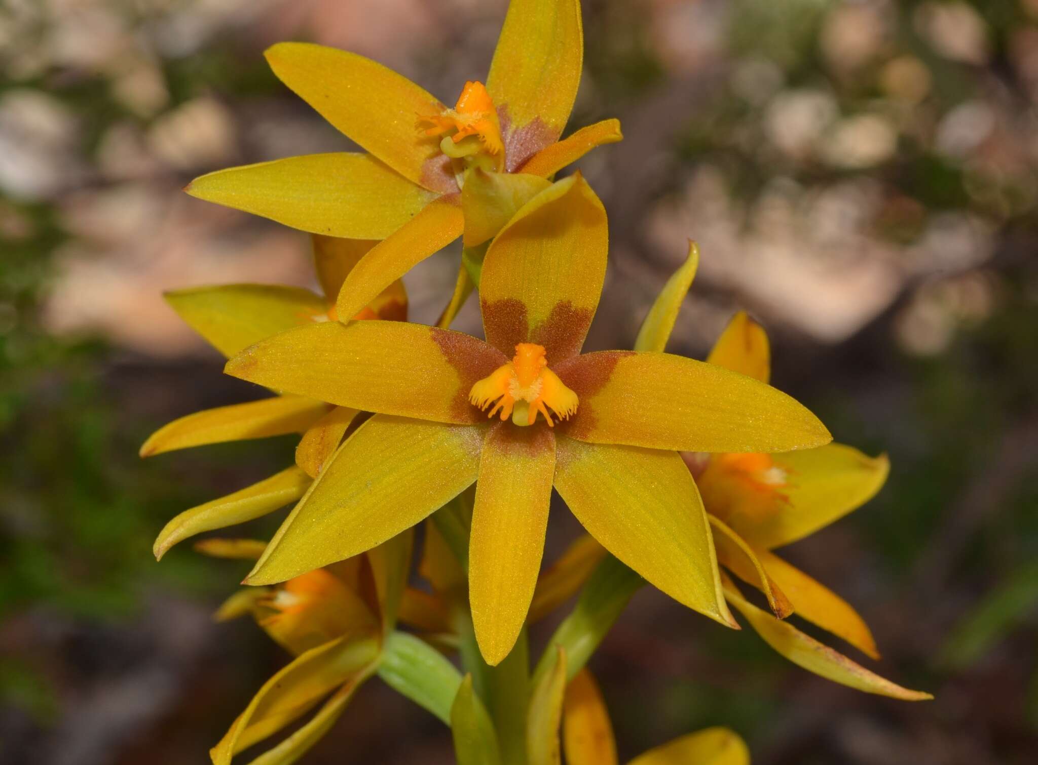 Image de Thelymitra dedmaniarum R. S. Rogers