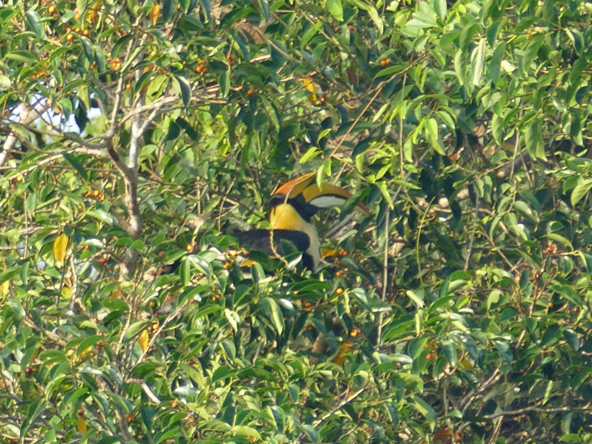 Image of Great Indian Hornbill