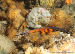 Image of Cleaner Pipefish