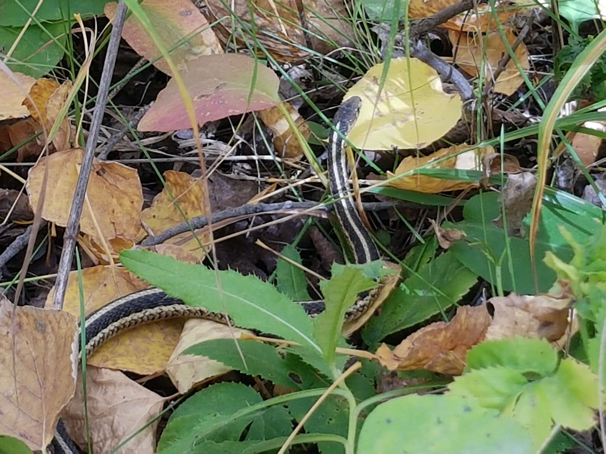 Image of Thamnophis sirtalis parietalis (Say ex James 1823)