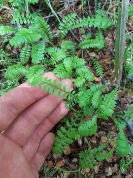 صورة Leptinella squalida Hook. fil.