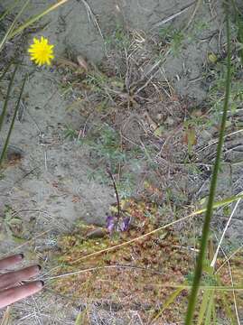 Image of seashore lupine