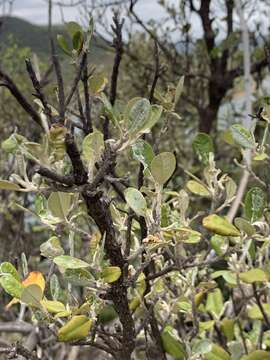 Image of Brachylaena huillensis O. Hoffm.