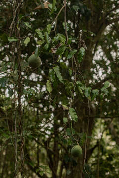 Image of Rubber vine