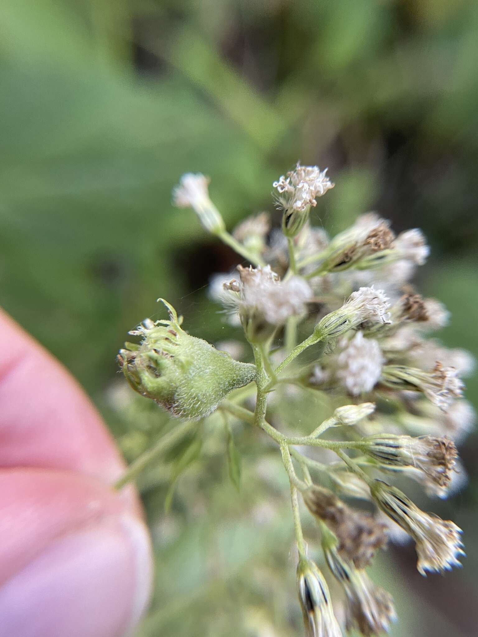 Plancia ëd Schizomyia eupatoriflorae (Beutenmuller 1907)