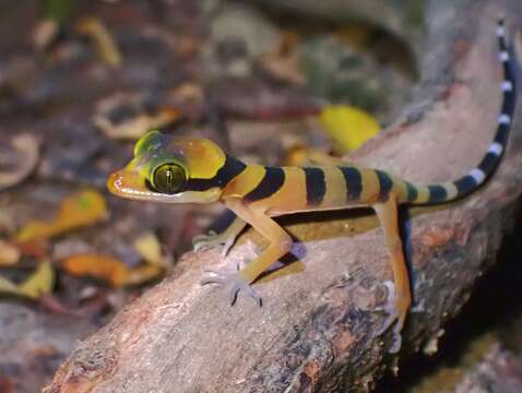 Image of Malayan Forest Gecko