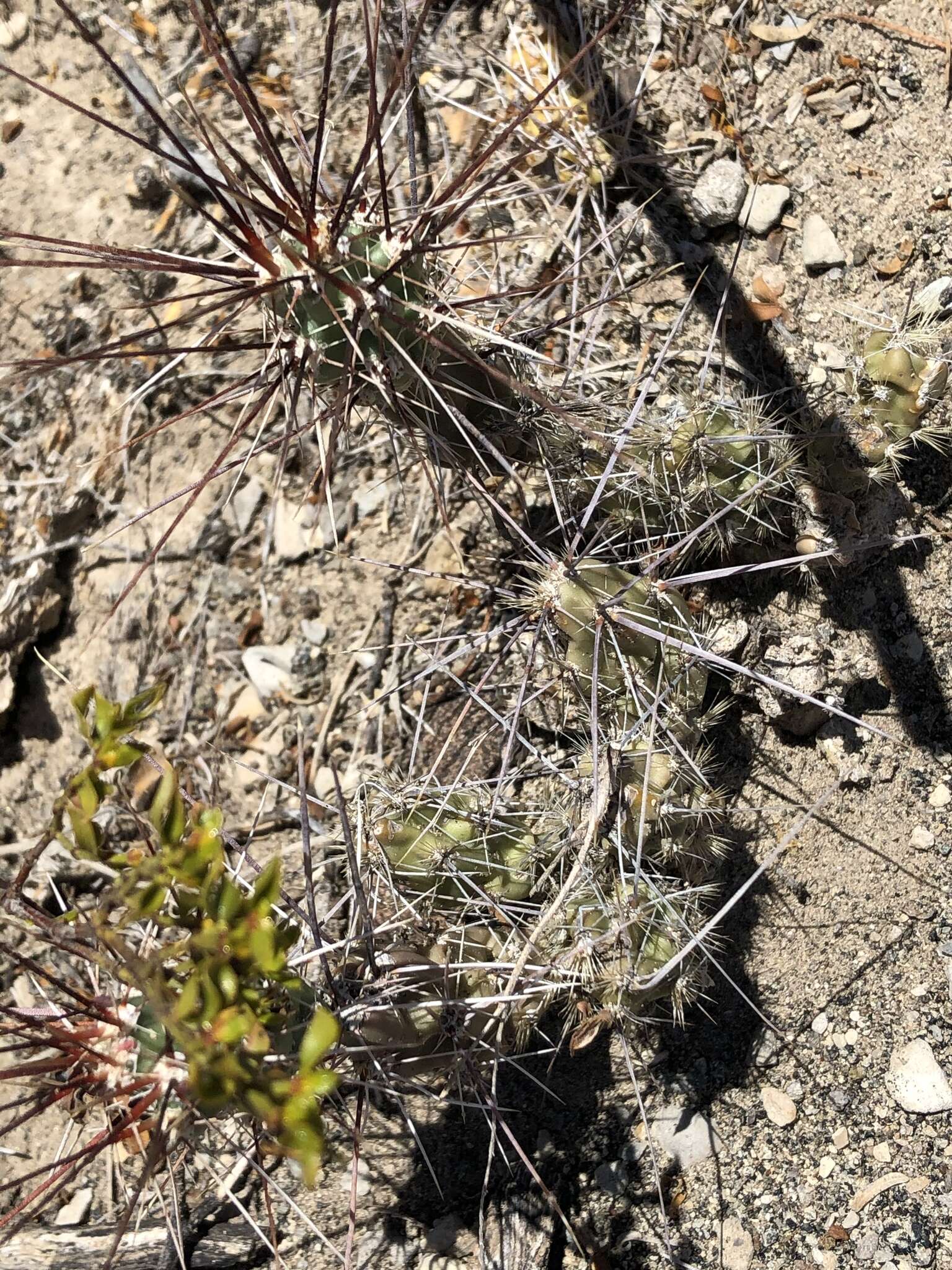 Image of Graham's pricklypear