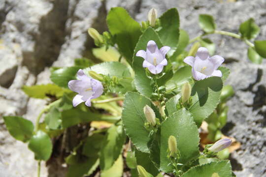 Image of Campanula mirabilis Albov