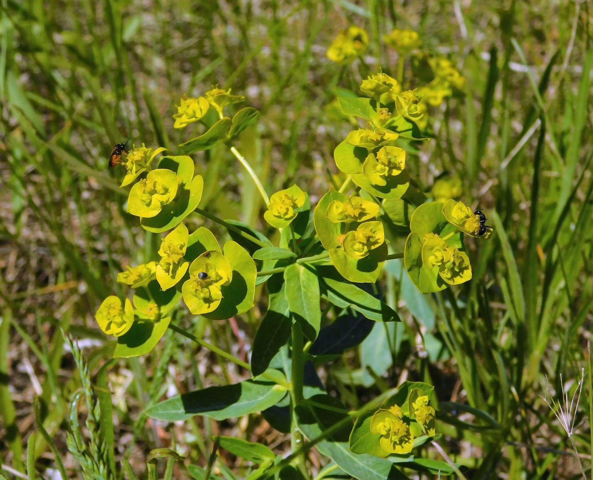 Image of Euphorbia iberica Boiss.