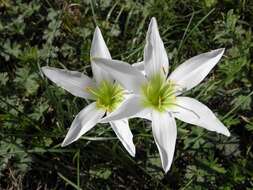 Zephyranthes atamasco (L.) Herb. resmi