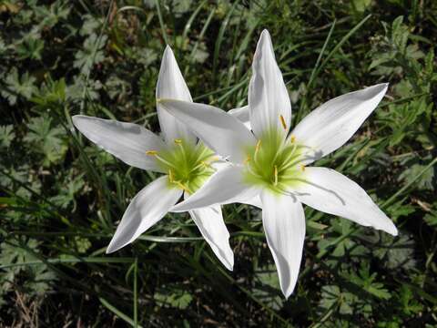 Image of Zephyranthes atamasco (L.) Herb.