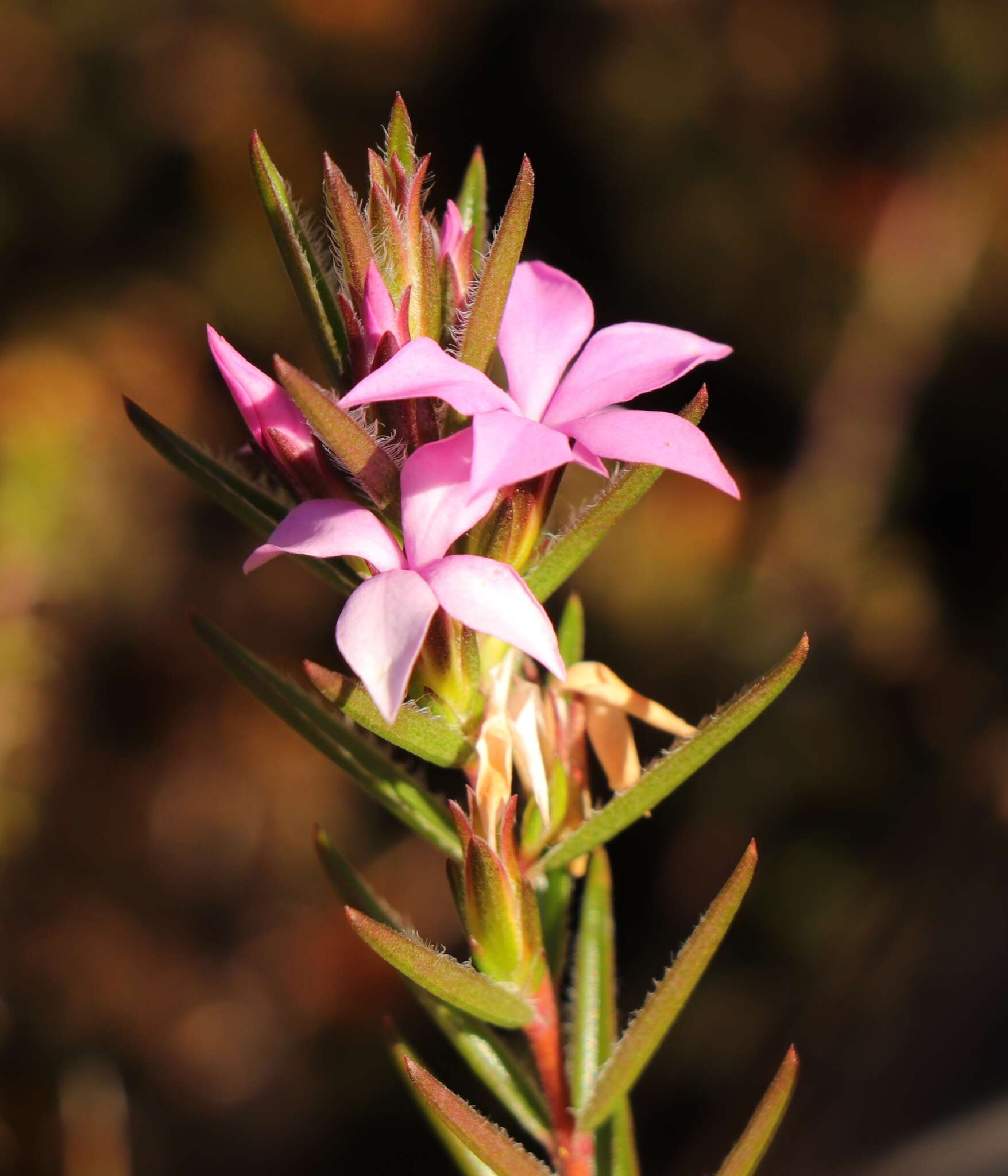 Image of Acmadenia trigona (Eckl. & Zeyh.) Druce