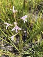 Image de Disa gladioliflora Burch. ex Lindl.