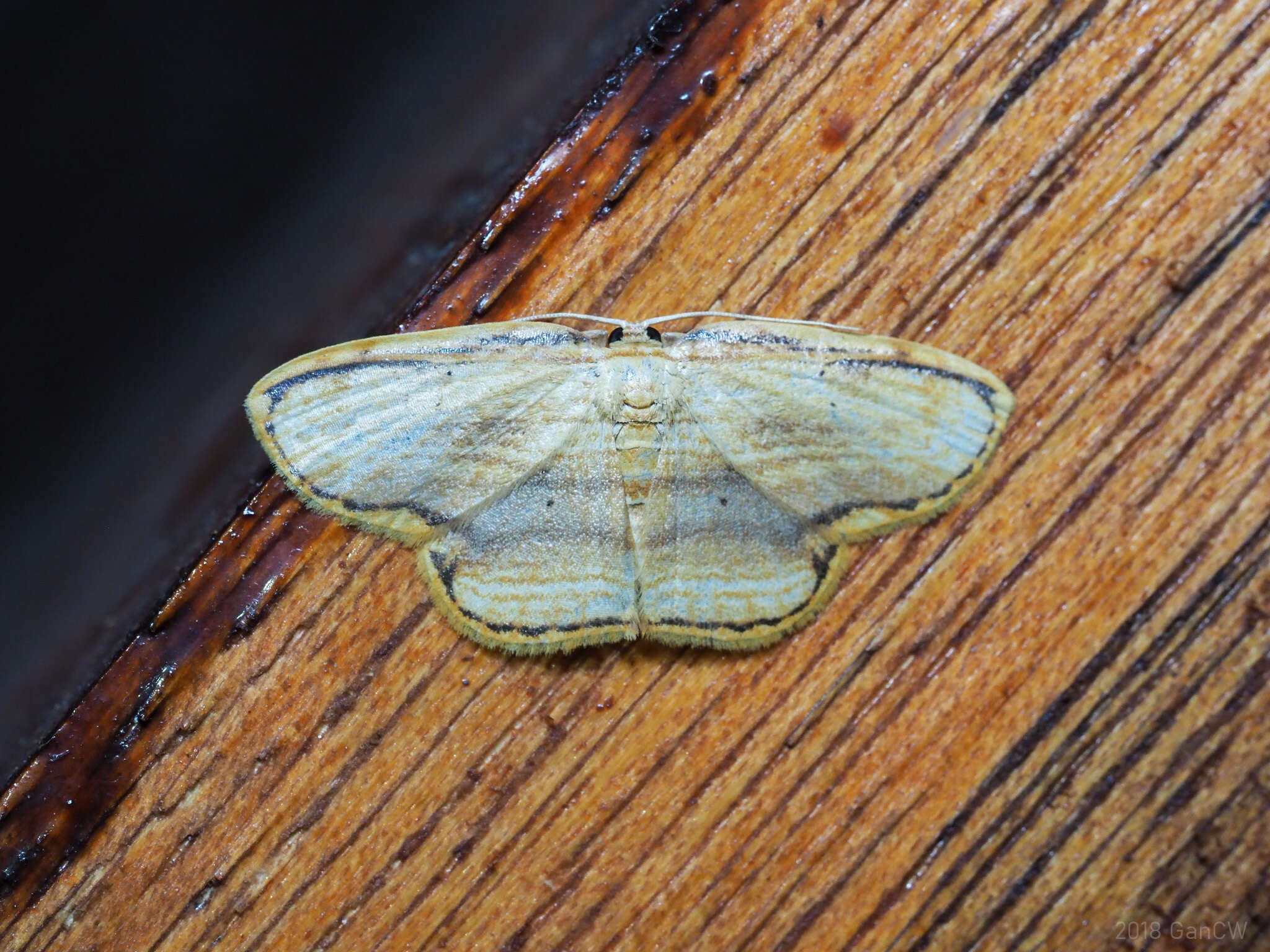 Image of Drapetodes mitaria Guenée 1857