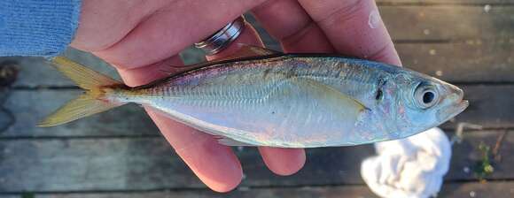 Image of Horse Mackerel