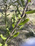 Imagem de Hakea laevipes subsp. graniticola Haegi