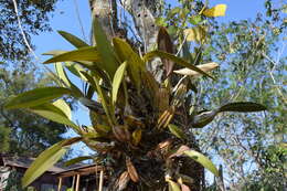 Image de Laelia anceps subsp. dawsonii (J. Anderson) Rolfe