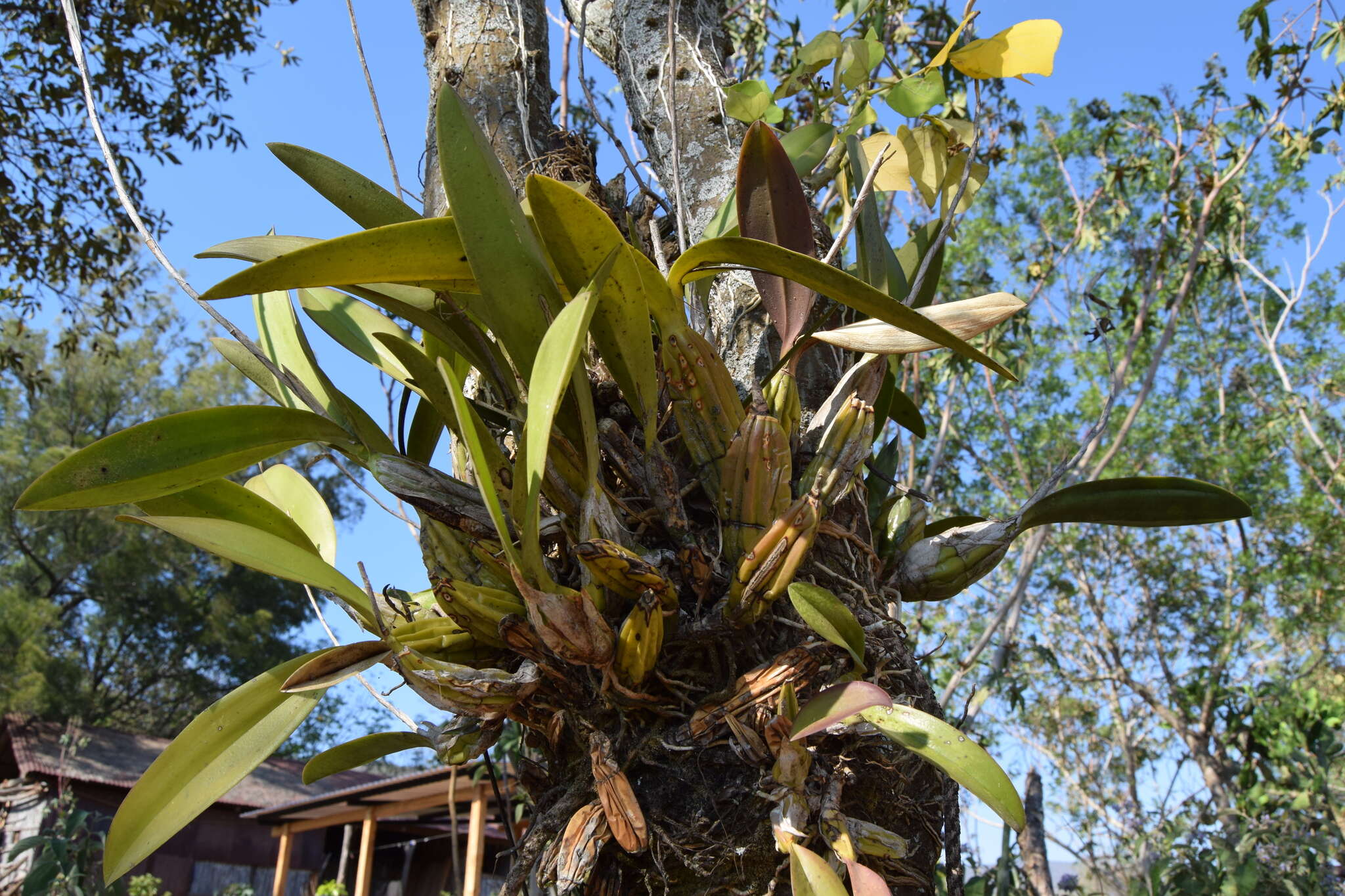 Image of Laelia anceps subsp. dawsonii (J. Anderson) Rolfe