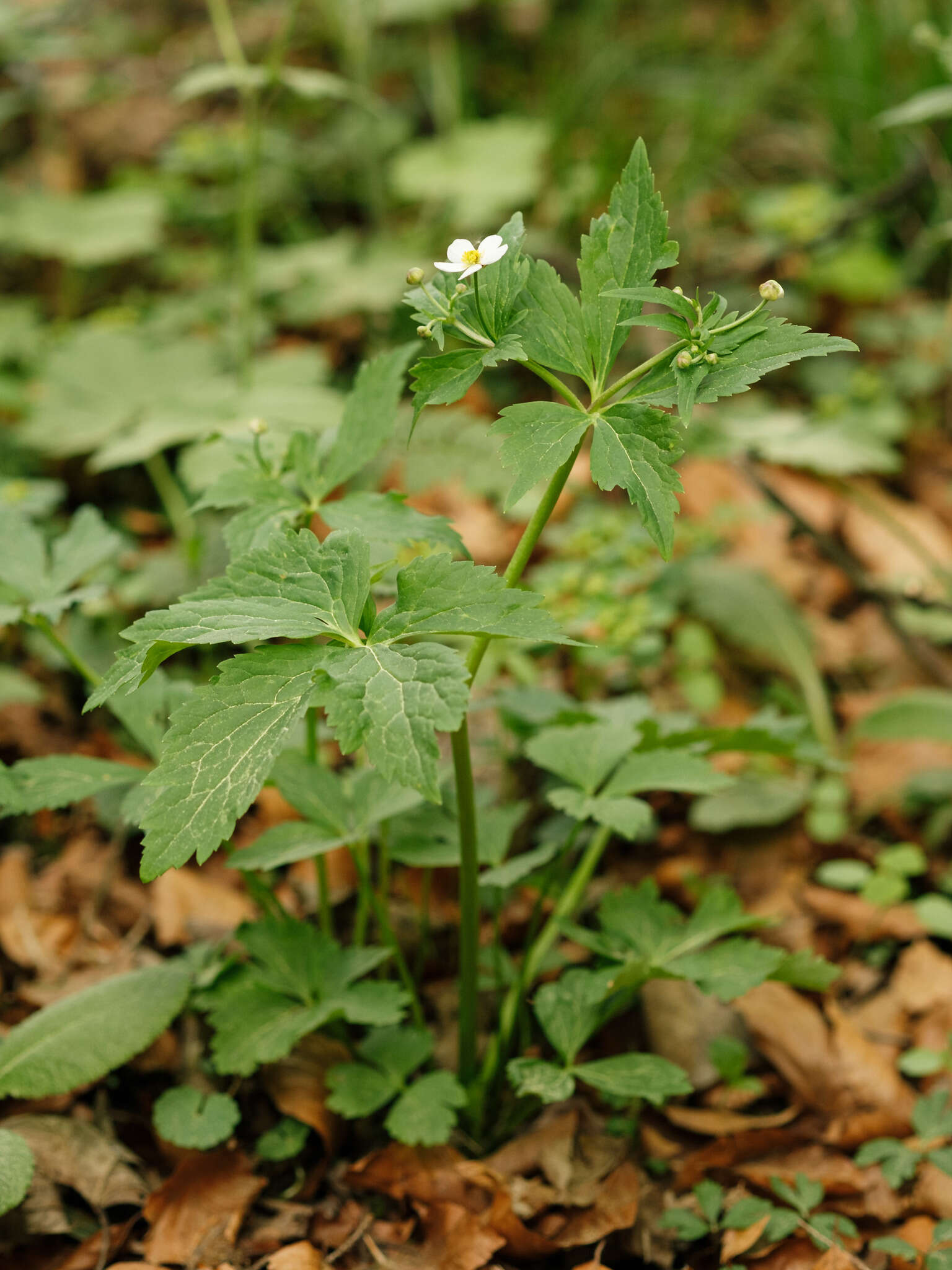 Ranunculus aconitifolius L. resmi