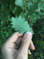 Image of Quercus cerrioides Willk. & Costa