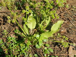 Imagem de Echinodorus berteroi (Spreng.) Fassett