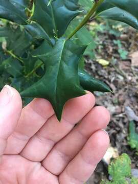 Imagem de Ilex cornuta Lindl. & Paxton