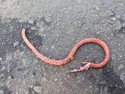 Image of Linne's Dwarf Snake