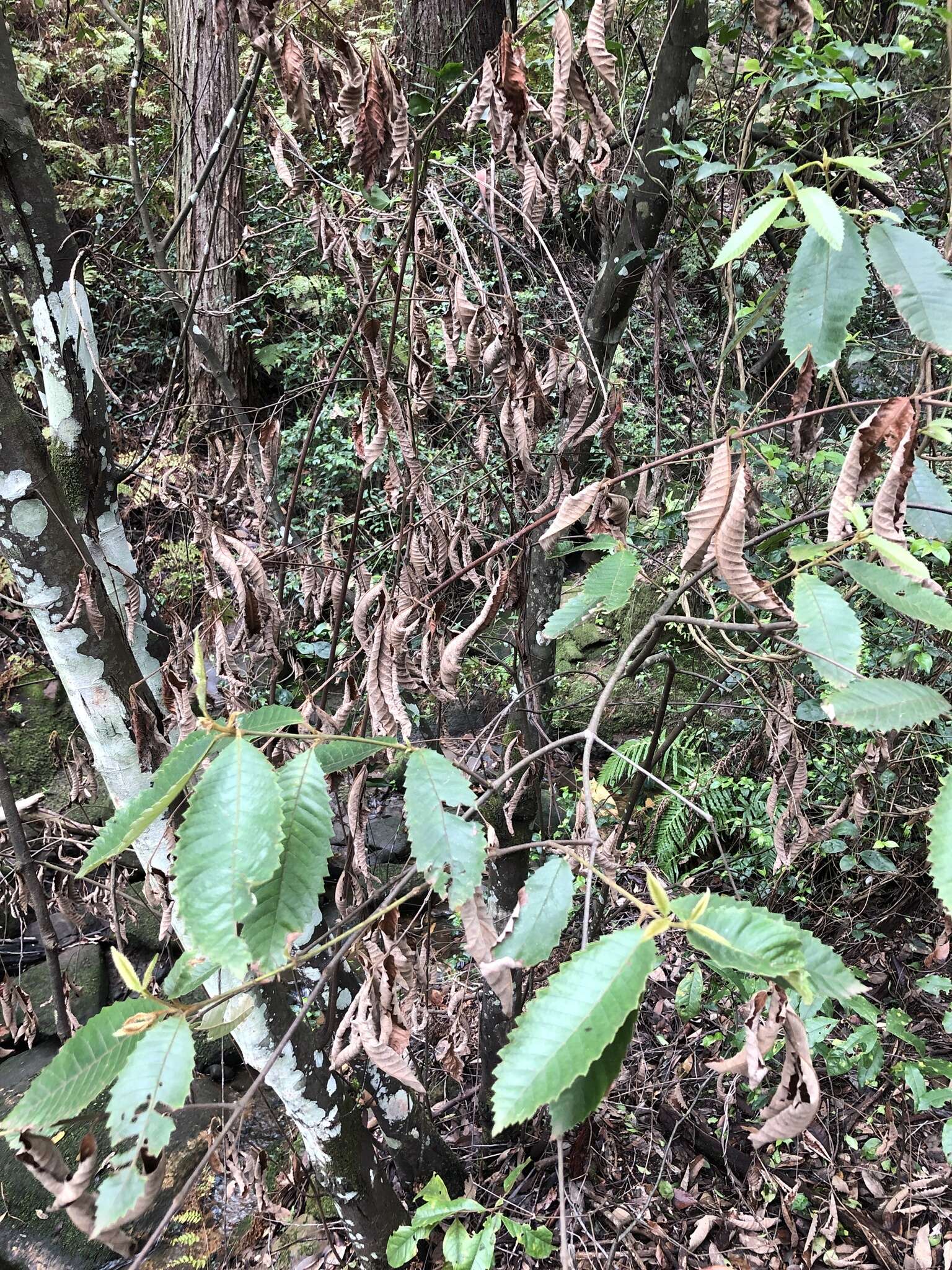 Image of black wattle