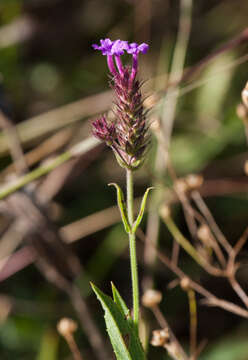 Image of tuberous vervain