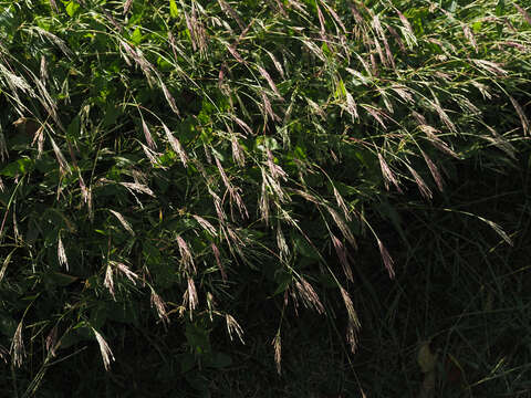 Image of carpgrass