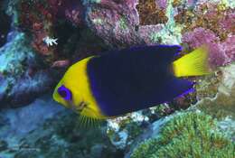 Image of Cocos angelfish