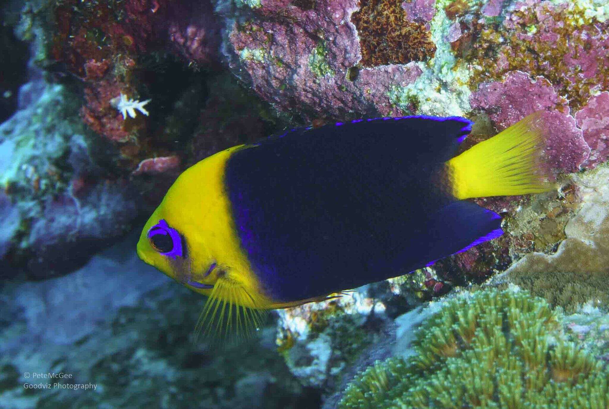 Image of Cocos angelfish