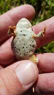 Image of African Dwarf Toad