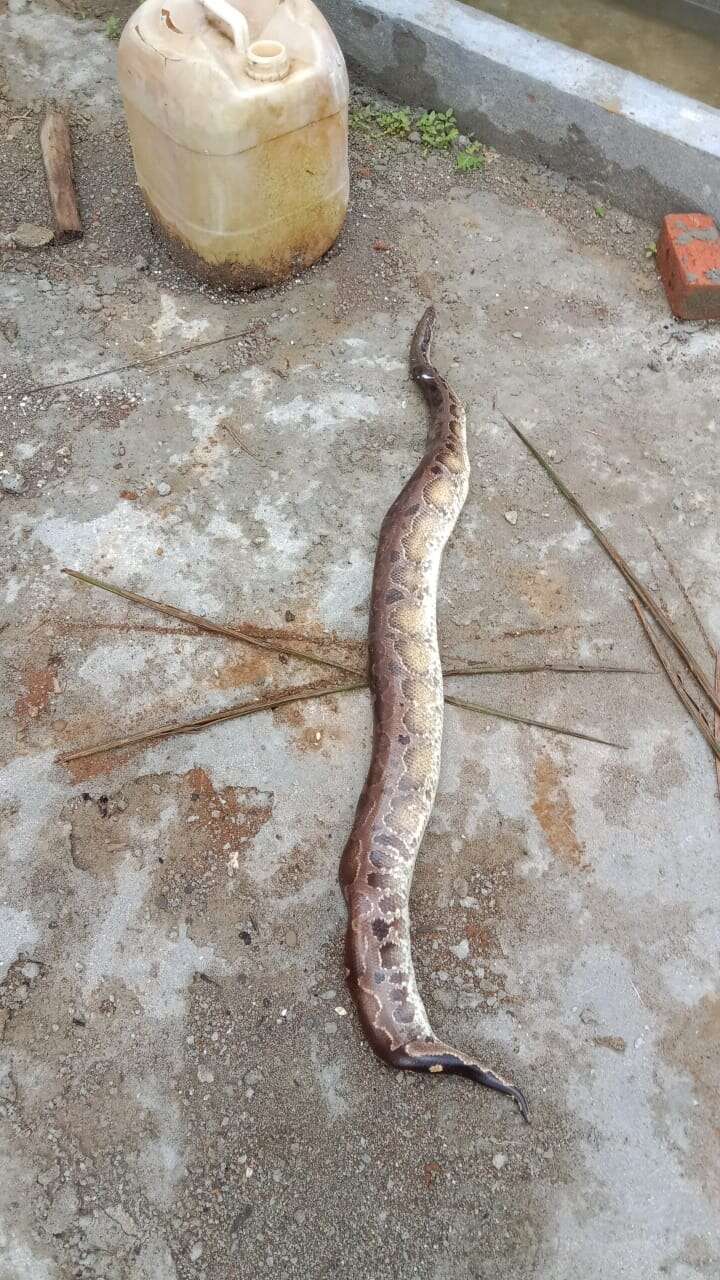 Image of Bornean Short-tailed Python