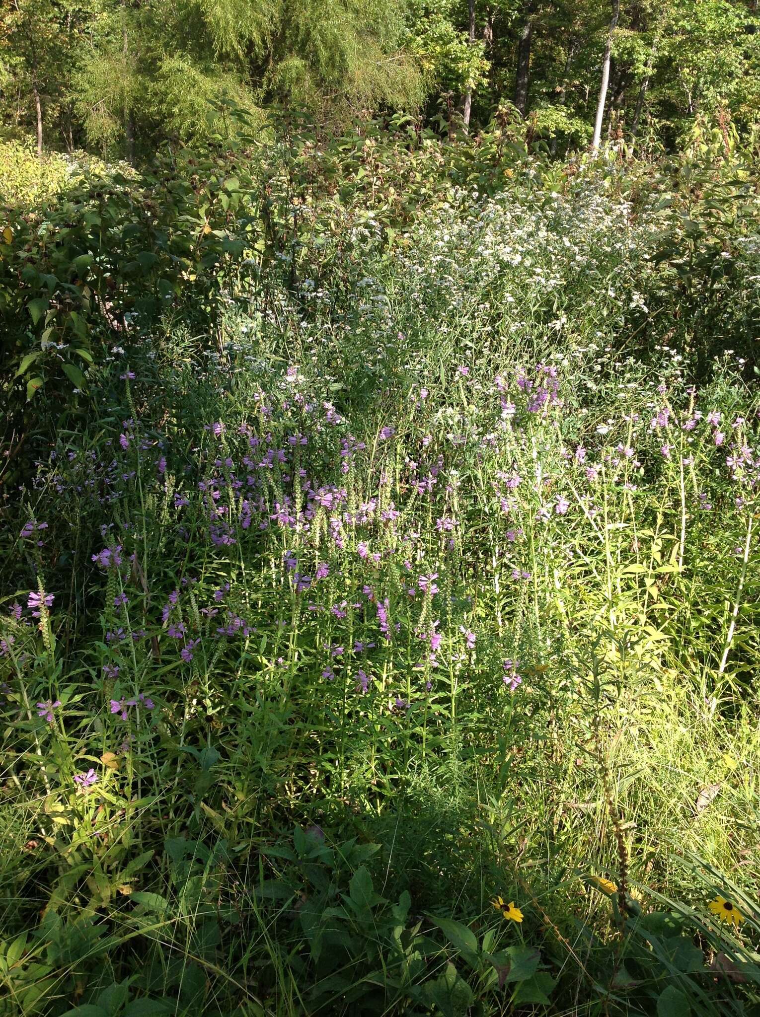 Image of obedient plant