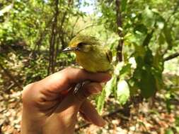 Image of Ochre-lored Flatbill