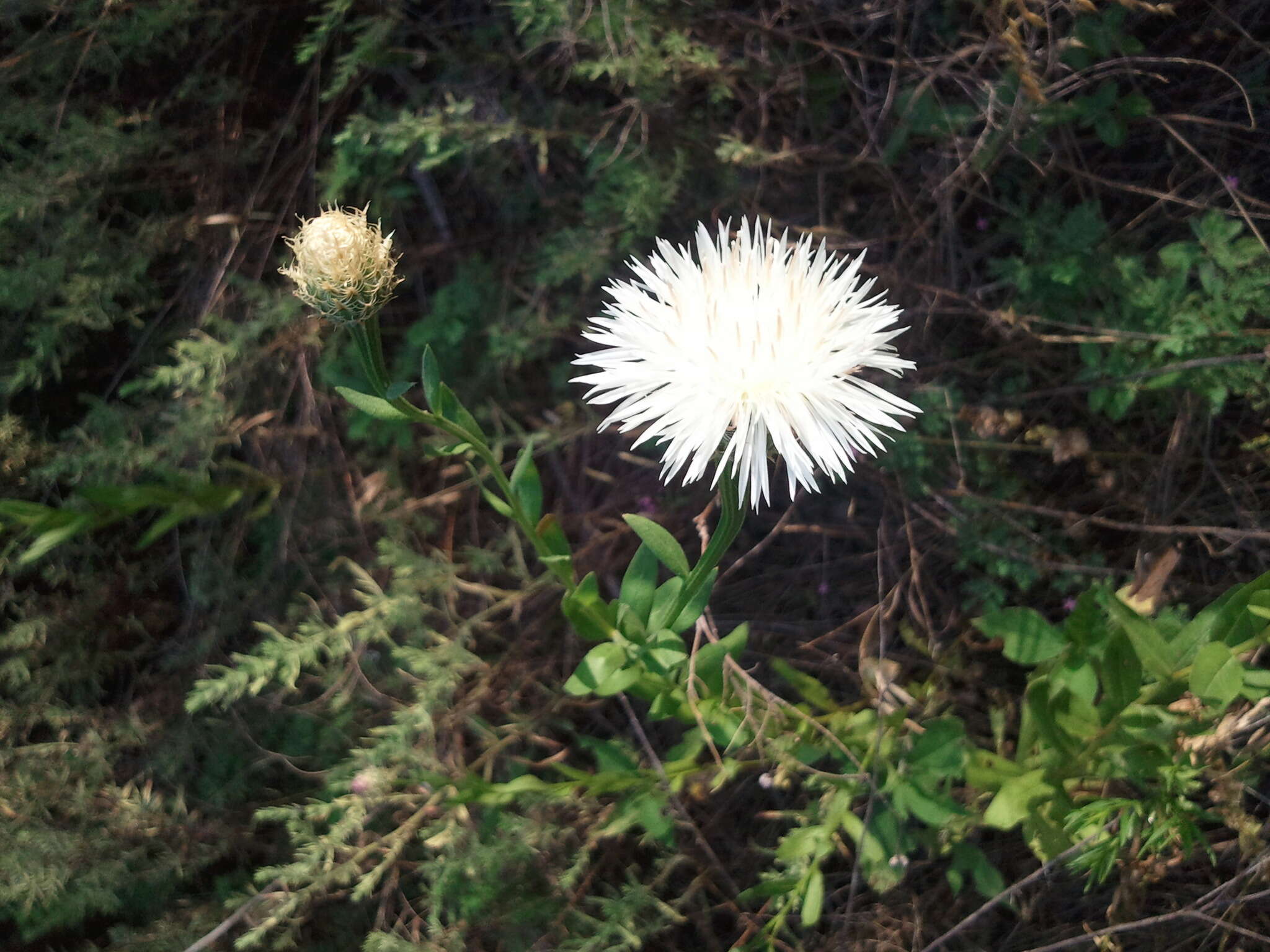 Plancia ëd Plectocephalus americanus (Nutt.) D. Don