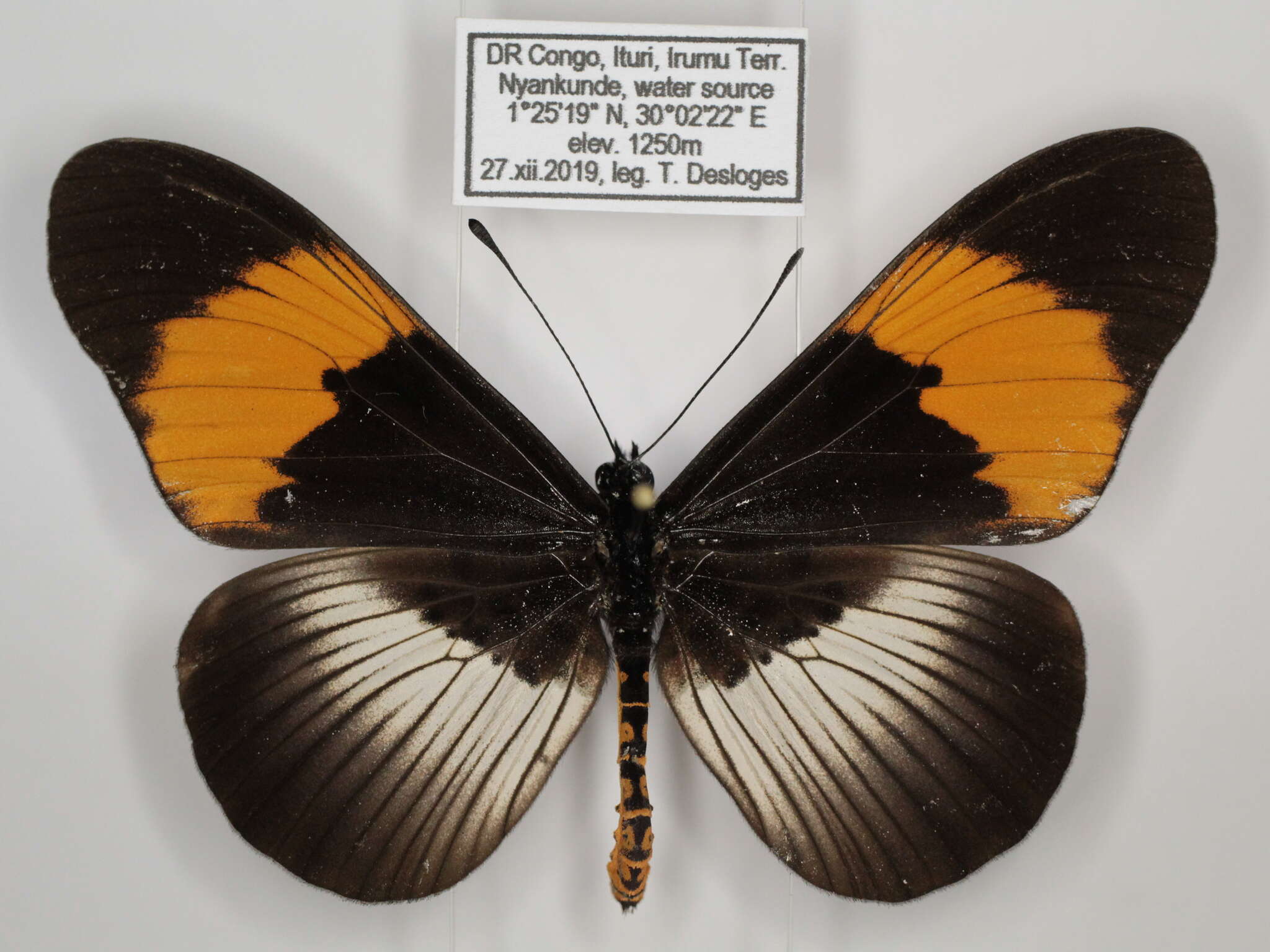 Image of Acraea poggei nelsoni Grose-Smith & Kirby 1892