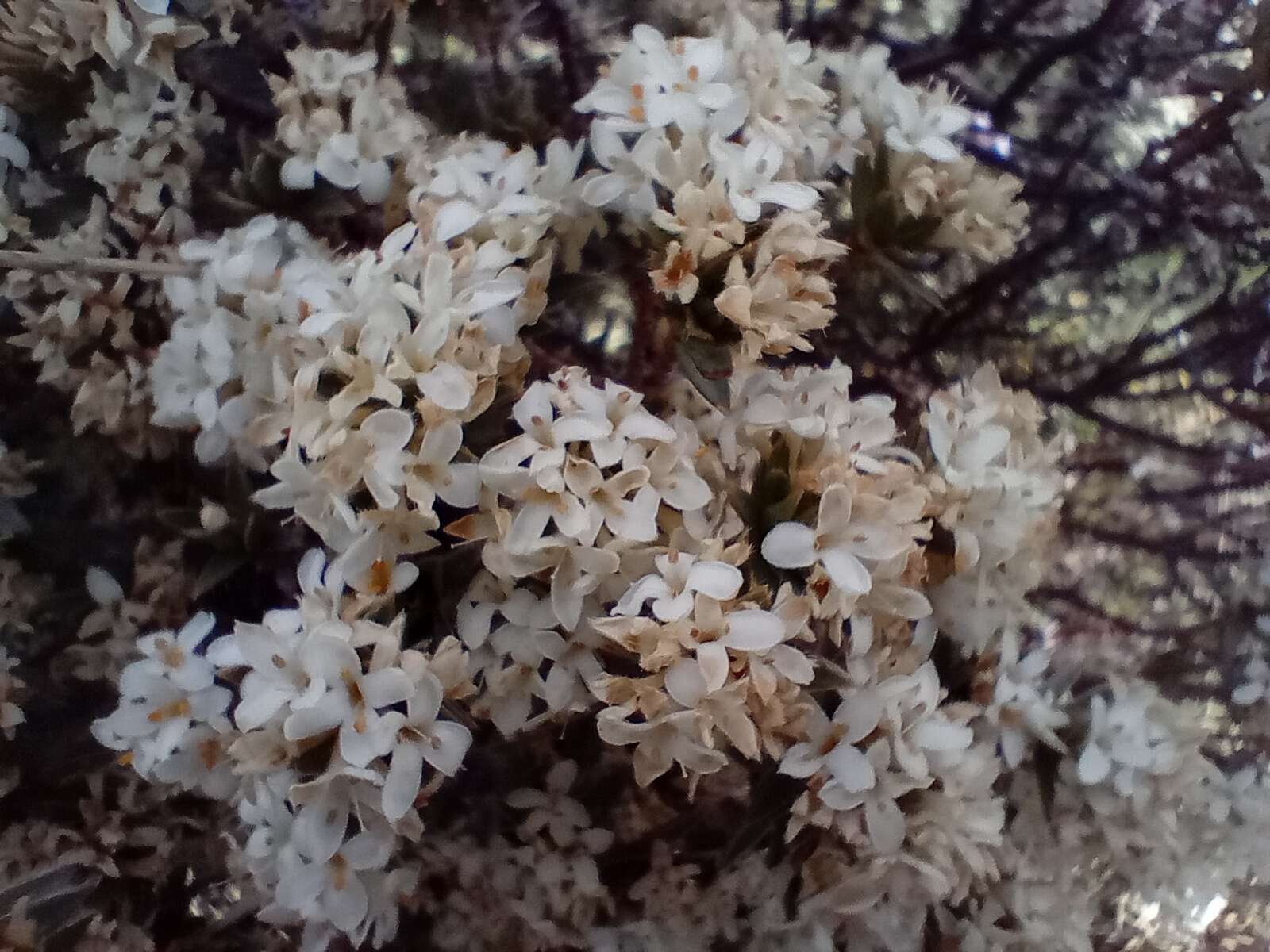 Image of Pimelea aridula Cockayne