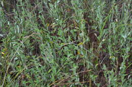 Image of largepod pinweed