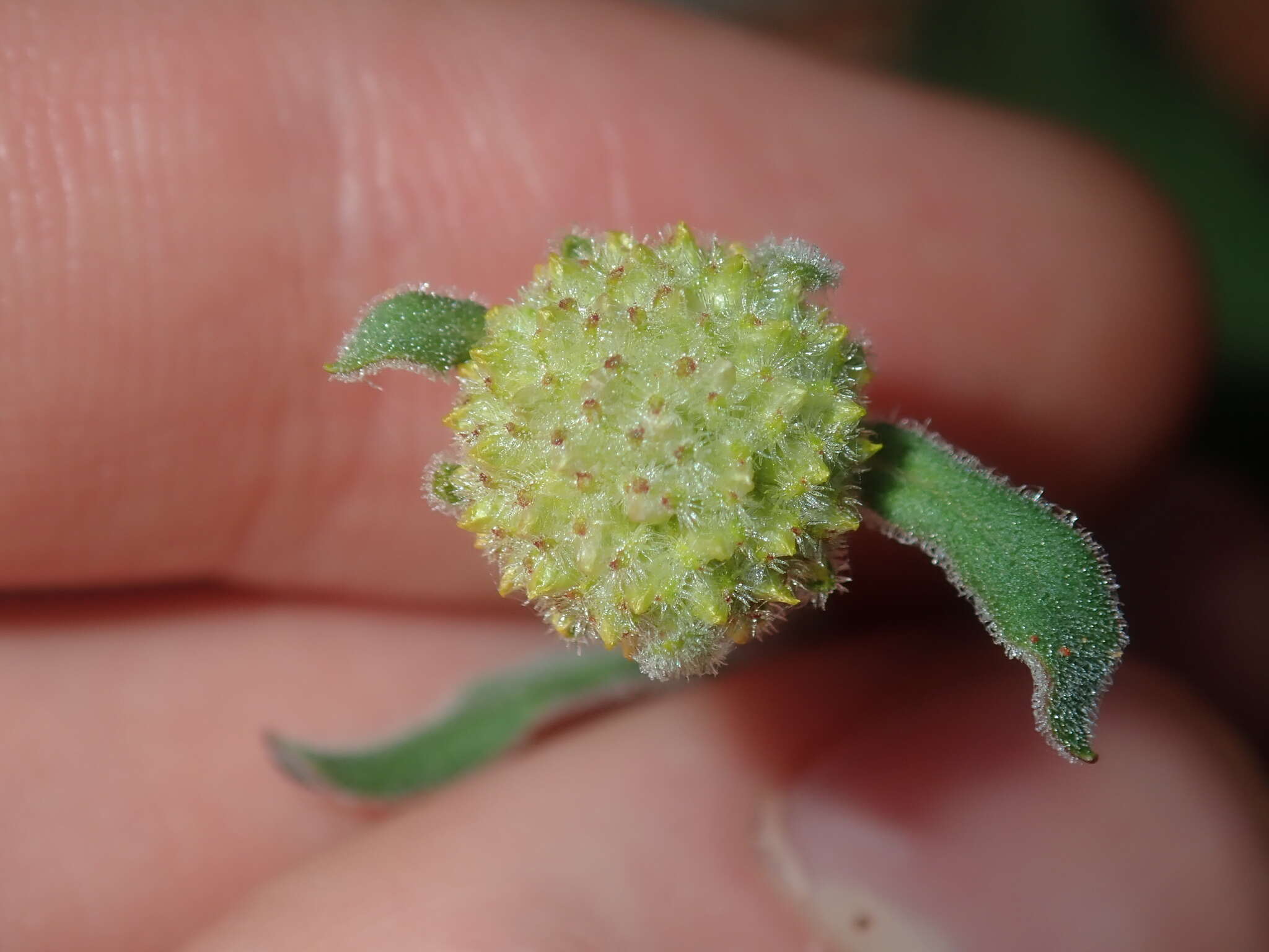 صورة Myriocephalus guerinae F. Müll.