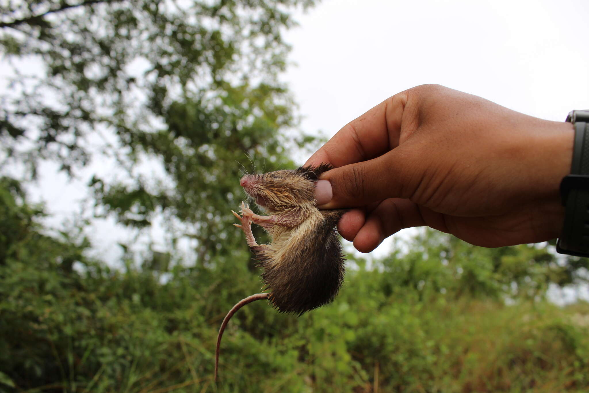 Image of Desmarest's Spiny Pocket Mouse