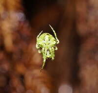 Image of Novaranea courti Framenau 2011